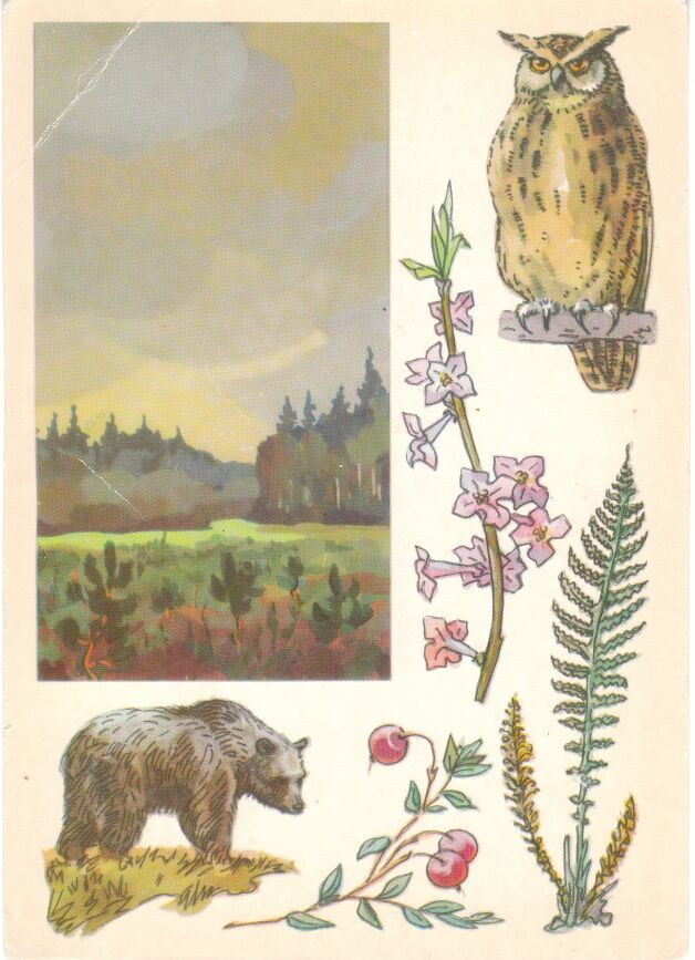 Центрально-лесной заповедник. На открытке: филин, волчье лыко, страусник, клюква, бурый медведь.